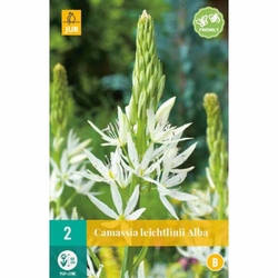 Camassia Leichtlinii Alba - 2 ks Camassia Leichtlinii Alba - 2 ks