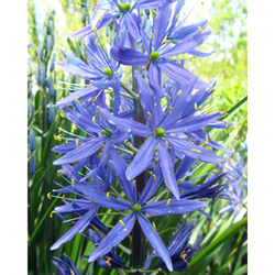Camassia Leichtlinii Caerulea - květ